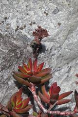 Crassula rubricaulis