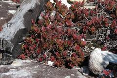Crassula rubricaulis
