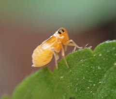 Flavoclypeus andromedus