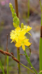 Bulbine cepacea
