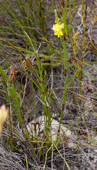 Bulbine cepacea
