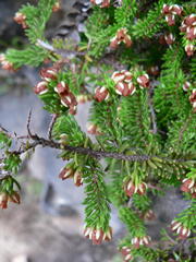 Erica depressa