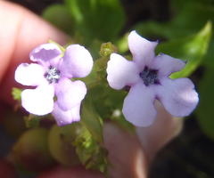 Teedia lucida