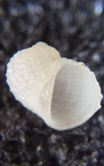 Vanikoro sigaretiformis