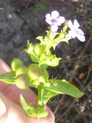 Teedia lucida