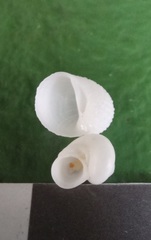 Vanikoro sigaretiformis