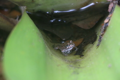 Leptodactylus rugosus