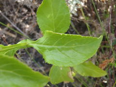 Teedia lucida