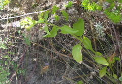Teedia lucida