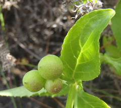 Teedia lucida