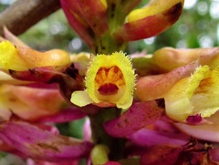 Elleanthus arpophyllostachys