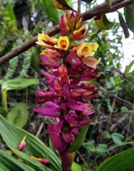 Elleanthus arpophyllostachys