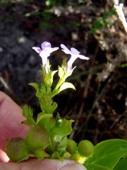 Teedia lucida