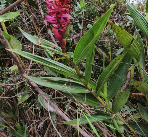 Elleanthus arpophyllostachys (Rchb.f.) Rchb.f. 3