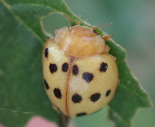 Mexican Bean Beetle photo 3