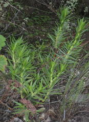 Crassula subulata subulata