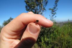 Elegia fistulosa
