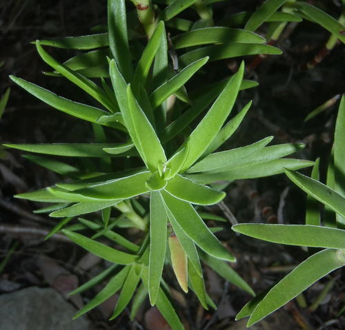 Crassula multiflora