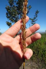 Elegia fistulosa