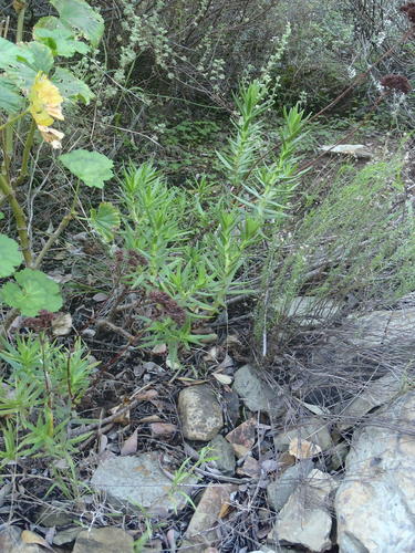 Crassula multiflora