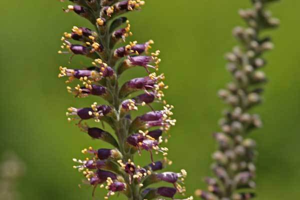 Ouachita False Indigo