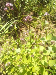 Valeriana urticifolia