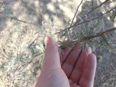 Prosopis reptans