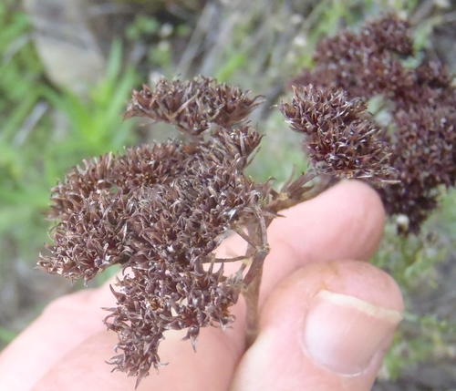Crassula multiflora
