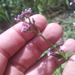 Valeriana urticifolia
