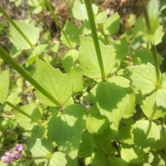 Valeriana urticifolia