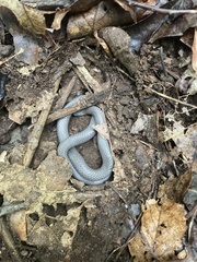 Carphophis amoenus amoenus