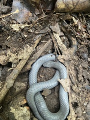 Carphophis amoenus amoenus