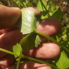 Valeriana urticifolia
