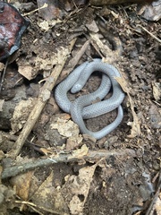 Carphophis amoenus amoenus