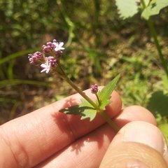 Valeriana urticifolia