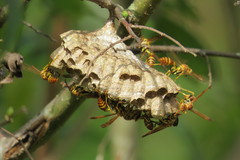Mischocyttarus mexicanus cubicola