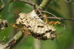 Mischocyttarus mexicanus cubicola