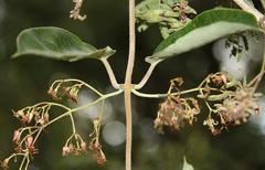 Tacazzea apiculata