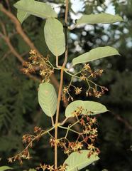 Tacazzea apiculata