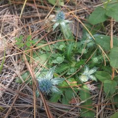 Eryngium carlinae