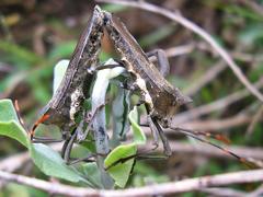 Elasmopoda valga