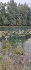 Nuphar pumila
