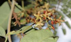 Tacazzea apiculata