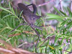 Elasmopoda valga