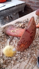 Boletus michoacanus