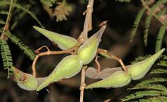 Tacazzea apiculata