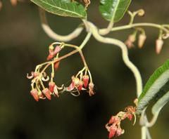 Tacazzea apiculata