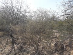Prosopis reptans