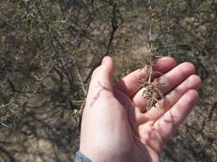 Prosopis reptans