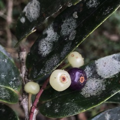 Thibaudia floribunda